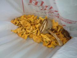 post-4820-0-91830700-1372488265_thumb.jp