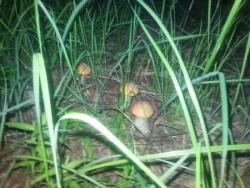 post-4840-0-50322300-1370340100_thumb.jp