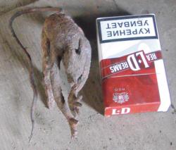 post-5328-0-29560800-1372082981_thumb.jp