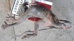 post-5328-0-80106600-1372082978_thumb.jp