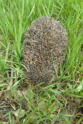 post-8327-0-17072500-1370934682_thumb.jp