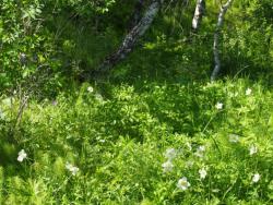 post-1028-0-16515300-1403448649_thumb.jp