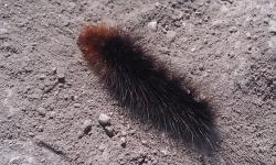 post-11631-0-97000300-1403443996_thumb.j