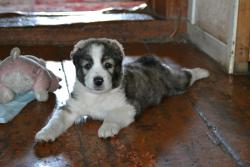 post-11805-0-73096200-1401728931_thumb.j