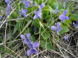 post-12373-0-40094300-1401875516_thumb.j