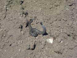 post-12373-0-56970200-1401875538_thumb.j