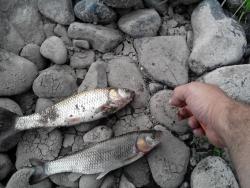 post-19230-0-30116000-1404146170_thumb.j