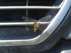 post-27127-0-11035600-1402635470_thumb.j