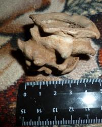 post-29656-0-26859800-1402582728_thumb.j