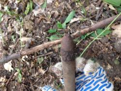 post-30012-0-86709100-1402953133_thumb.j