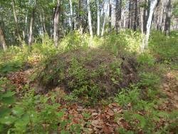 post-30655-0-61269800-1403174595_thumb.j