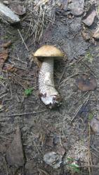 post-31186-0-32150400-1402944024_thumb.j