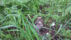 post-31186-0-58170700-1402943824_thumb.j