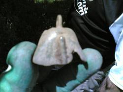 post-31590-0-41044500-1403640773_thumb.j