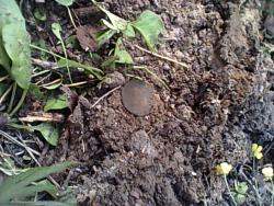 post-6368-0-04099700-1401991028_thumb.jp