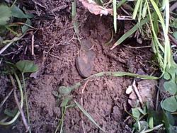 post-6368-0-67782300-1401991000_thumb.jp