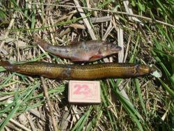 post-10462-0-53757100-1434045903_thumb.j