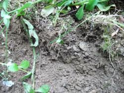 post-26744-0-08421700-1434484627_thumb.j