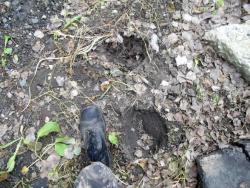 post-26744-0-11383000-1434481850_thumb.j