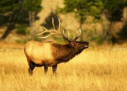 post-26744-0-34462700-1435059489_thumb.j