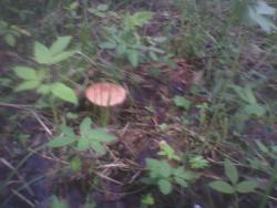 post-26744-0-40091400-1433615792_thumb.j