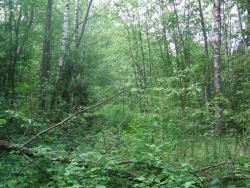 post-26744-0-43954700-1433708510_thumb.j