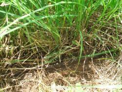 post-26744-0-51619900-1433708917_thumb.j