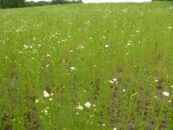 post-1023-052089500 1278261829_thumb.jpg