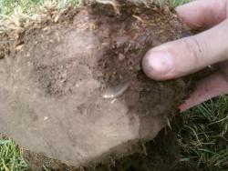 post-2817-071303400 1280414664_thumb.jpg