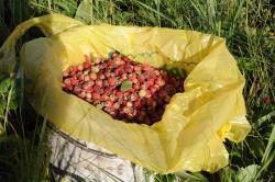 post-1023-0-18368500-1310833065_thumb.jp