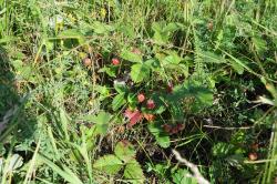 post-1023-0-50662400-1310833118_thumb.jp