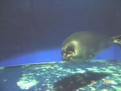 post-2202-0-50482600-1311230490_thumb.jp