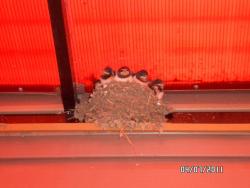 post-2817-0-88949100-1310497123_thumb.jp