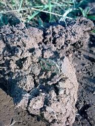 post-3696-0-97863000-1310676781_thumb.jp