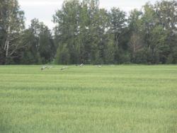 post-4030-0-32662300-1309964207_thumb.jp