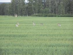 post-4030-0-53769300-1309964152_thumb.jp