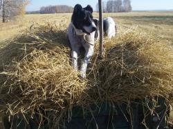 post-4269-0-14677800-1312046051_thumb.jp