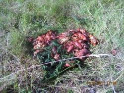 post-4298-0-62068000-1310983357_thumb.jp