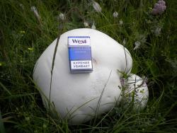 post-4632-0-55291000-1311430858_thumb.jp