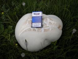 post-4632-0-76472800-1311430740_thumb.jp