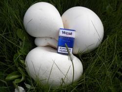 post-4632-0-81586300-1311430745_thumb.jp