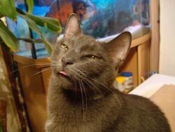 post-4840-0-33325400-1312047824_thumb.jp