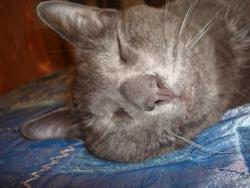 post-4840-0-87739200-1312047835_thumb.jp