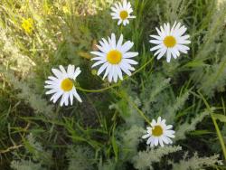 post-4989-0-00771600-1310147735_thumb.jp