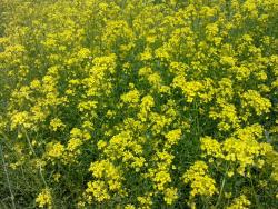 post-4989-0-17384600-1309604782_thumb.jp