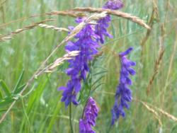 post-4989-0-50883200-1309604985_thumb.jp