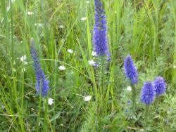 post-4989-0-98391800-1309604612_thumb.jp