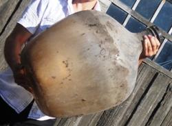 post-5061-0-65212300-1311389459_thumb.jp