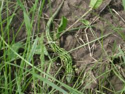 post-5496-0-45731800-1310997220_thumb.jp