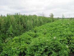 post-6245-0-99667300-1311613571_thumb.jp